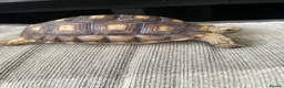 Tortoise reptiles for sale: 1 year old sulcata tortoise for sale  in Abergele - Advert 9