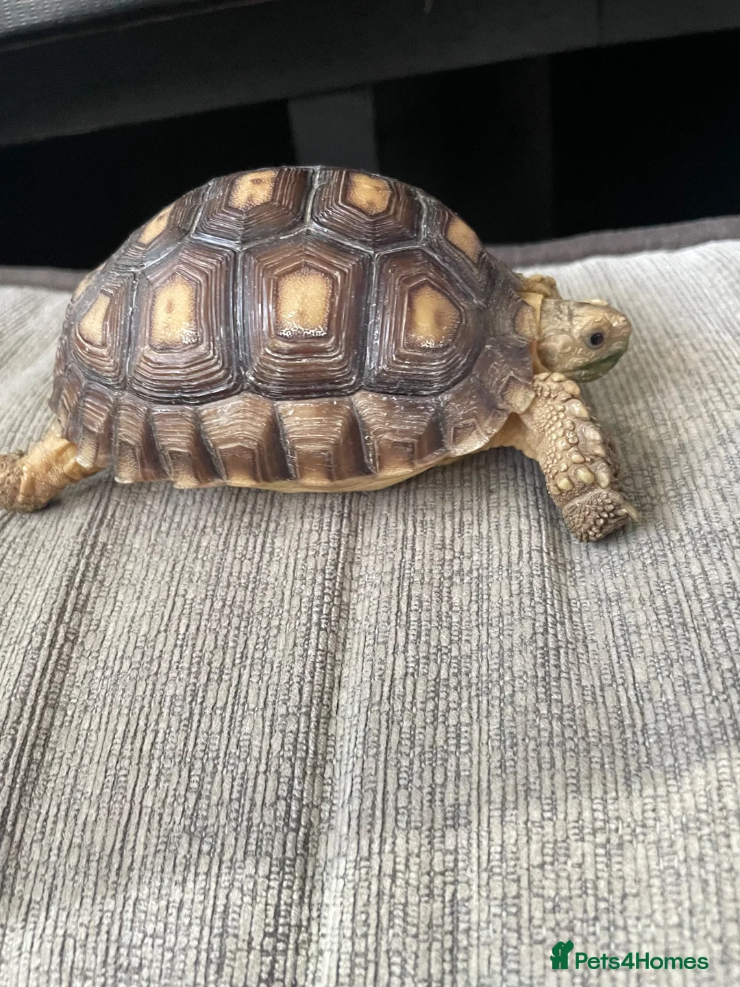 Tortoise reptiles for sale: 1 year old sulcata tortoise for sale  in Abergele - Advert 9