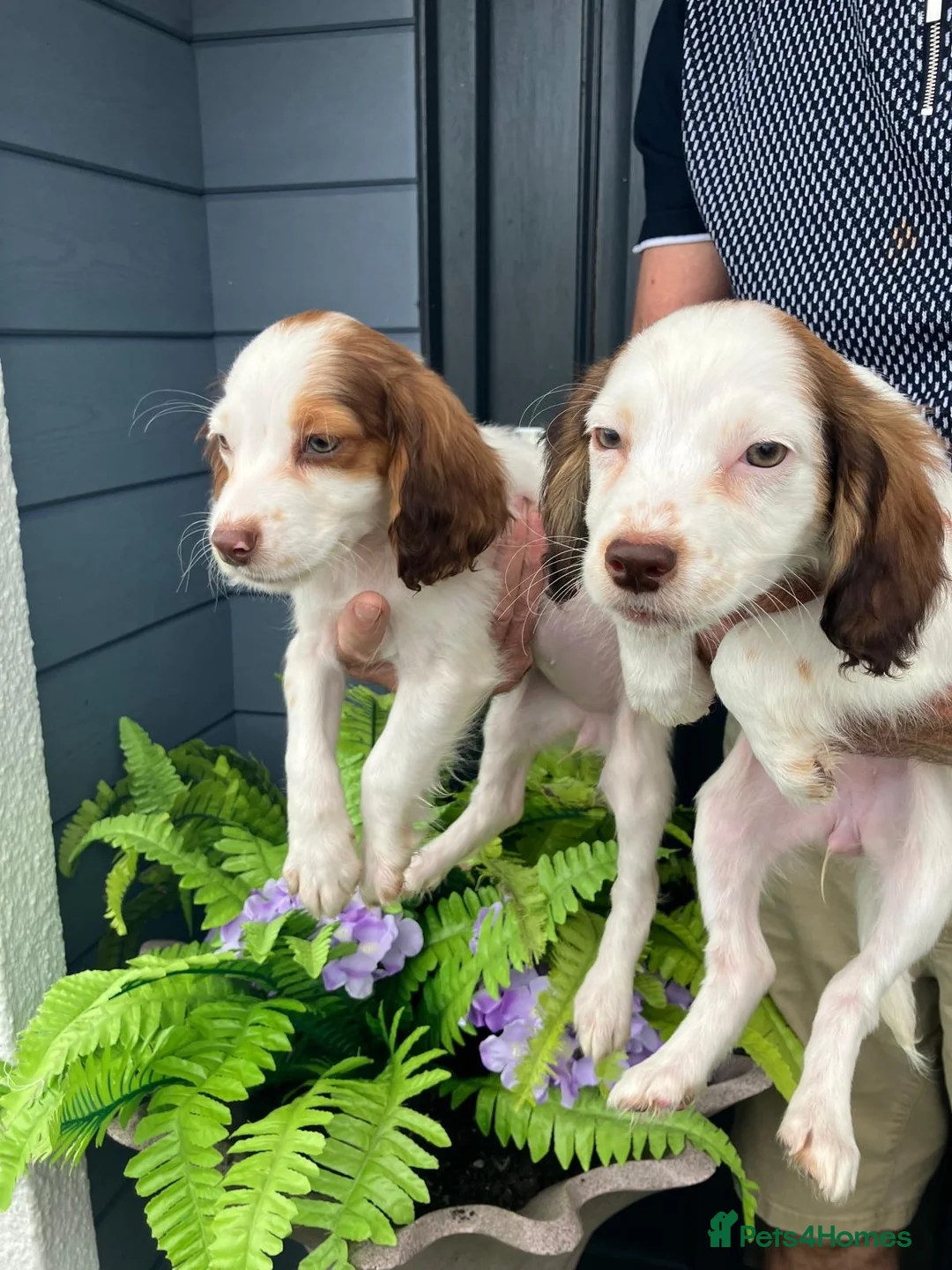 Cocker Spaniel dogs for sale: Cocker spaniel puppies  in Bedlington - Advert 16