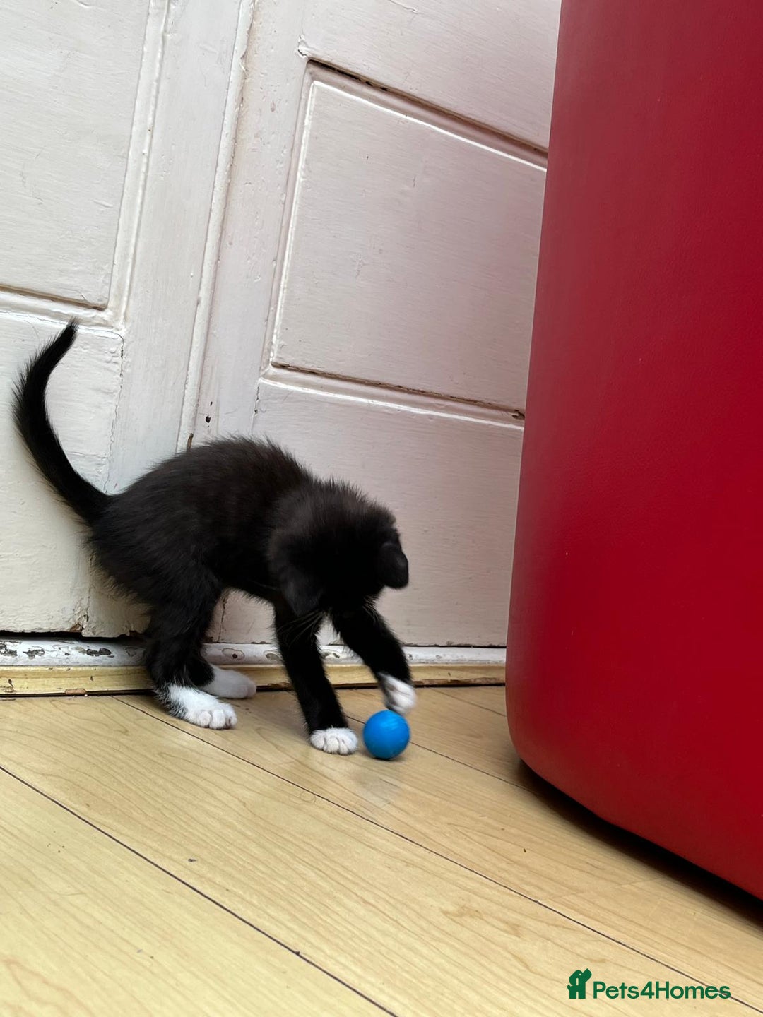 Mixed Breed cats for sale: Tuxy & Stripy - two gorgeous boys for sale - Image 7