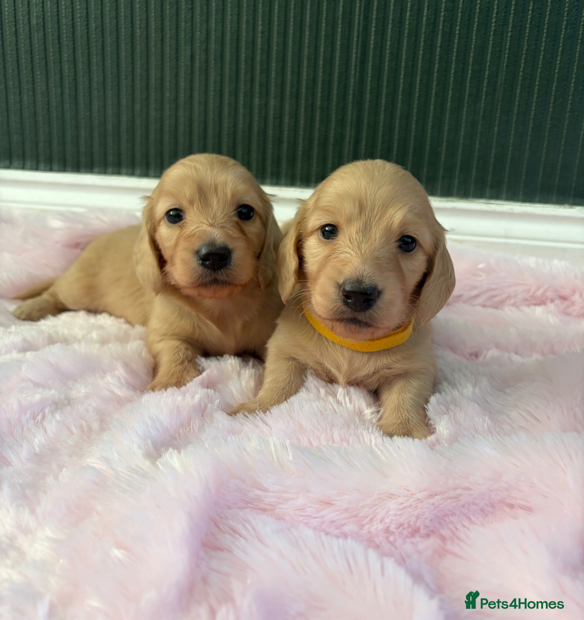 Miniature Dachshund dogs Cream Longhair Miniature Dachshund  - Advert 1