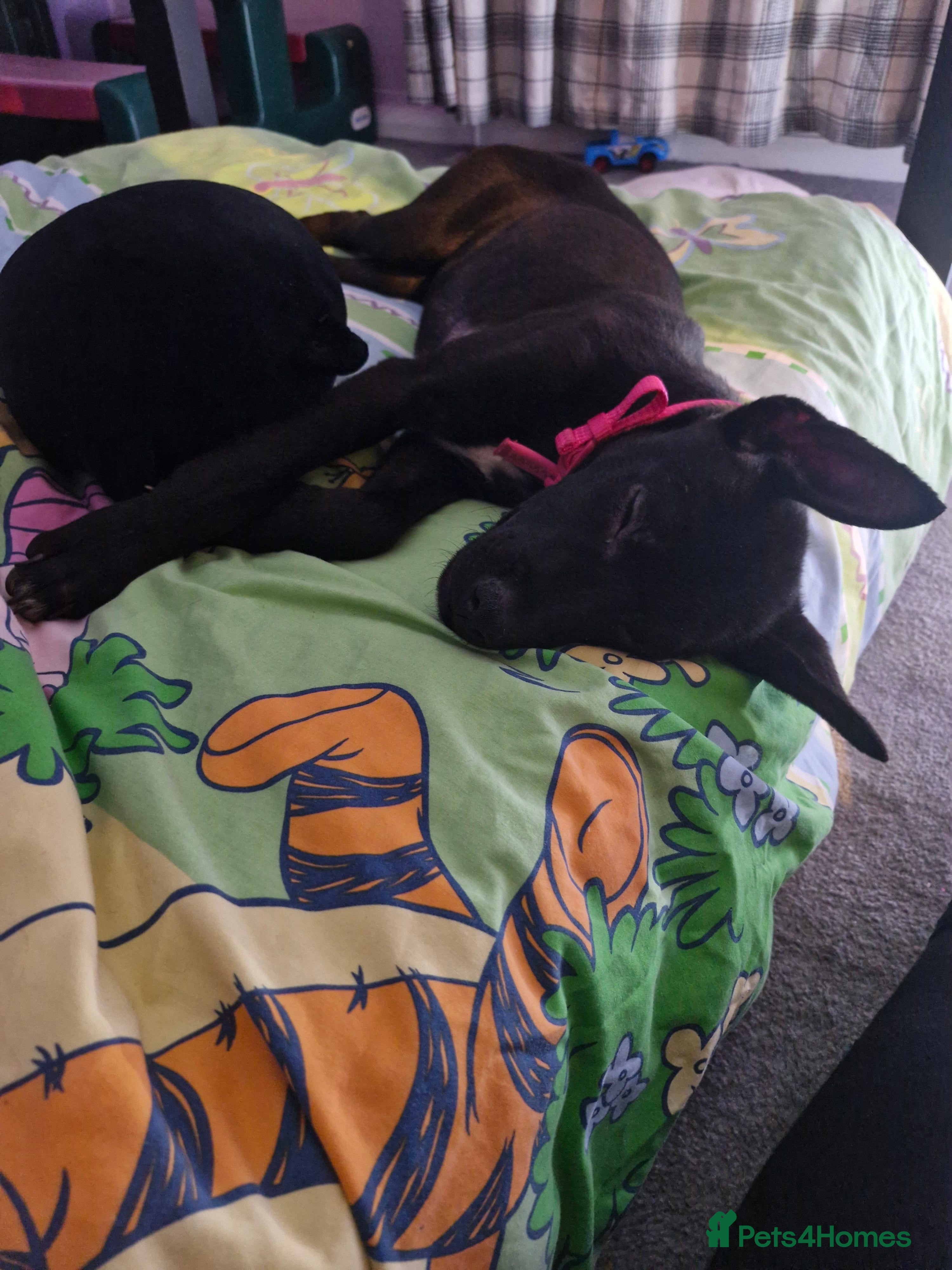 Mixed Breed dogs Belgian malinois  - Advert 17