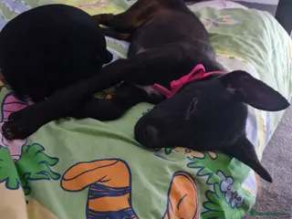 Mixed Breed dogs Belgian malinois - Advert 17