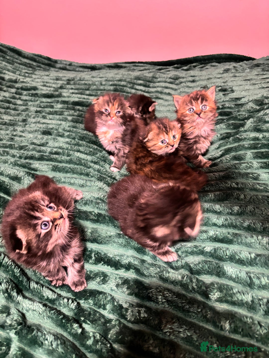 Scottish Fold cats for sale: Scottish fold long hair - Advert 12