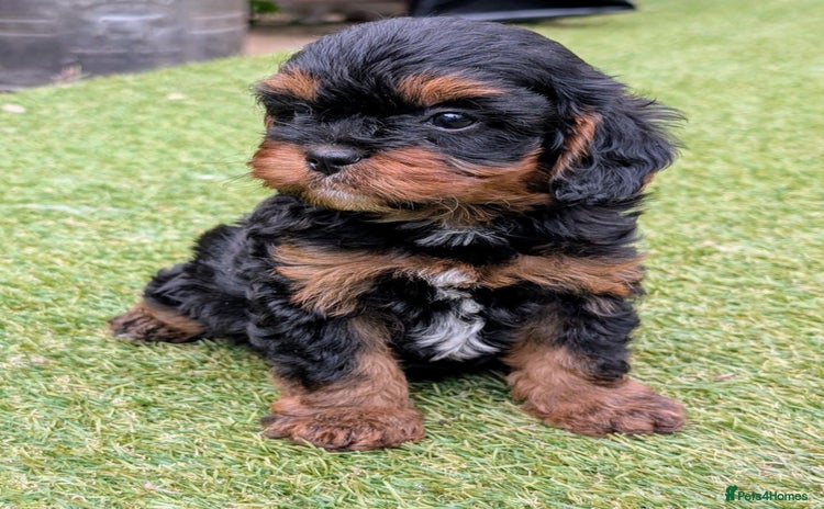 Cavapoo dogs - Advert 4