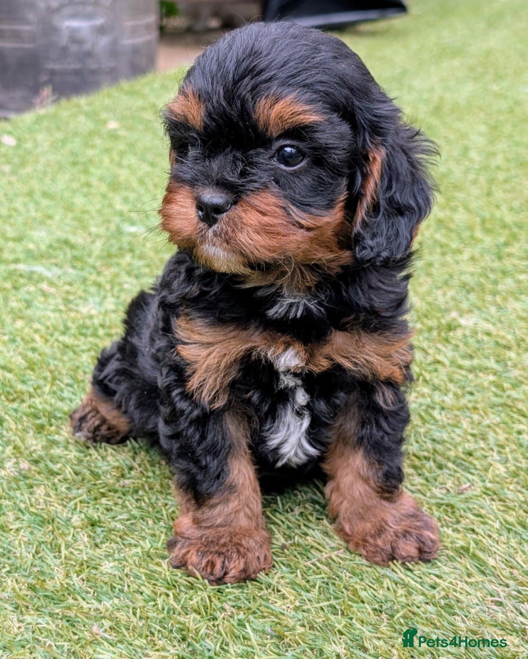 Cavapoo dogs for sale: Stunning true F1 Cavapoos, Apricot and Phantom  - Image 5