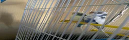 Budgerigars birds for sale: Pair of budgies - Advert 2