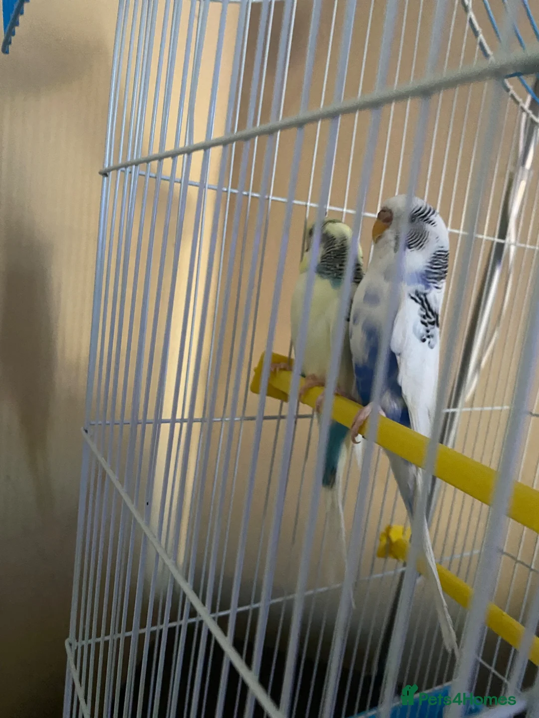 Budgerigars birds for sale: Pair of budgies - Advert 2