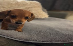 Miniature Dachshund dogs for sale: 10% legs 90% sass 100% lovable  - Image 3