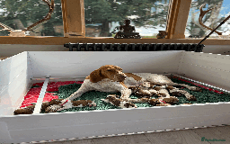 Bracco Italiano dogs for sale: Margot and Silvio's puppies have arrived!!   - Image 3
