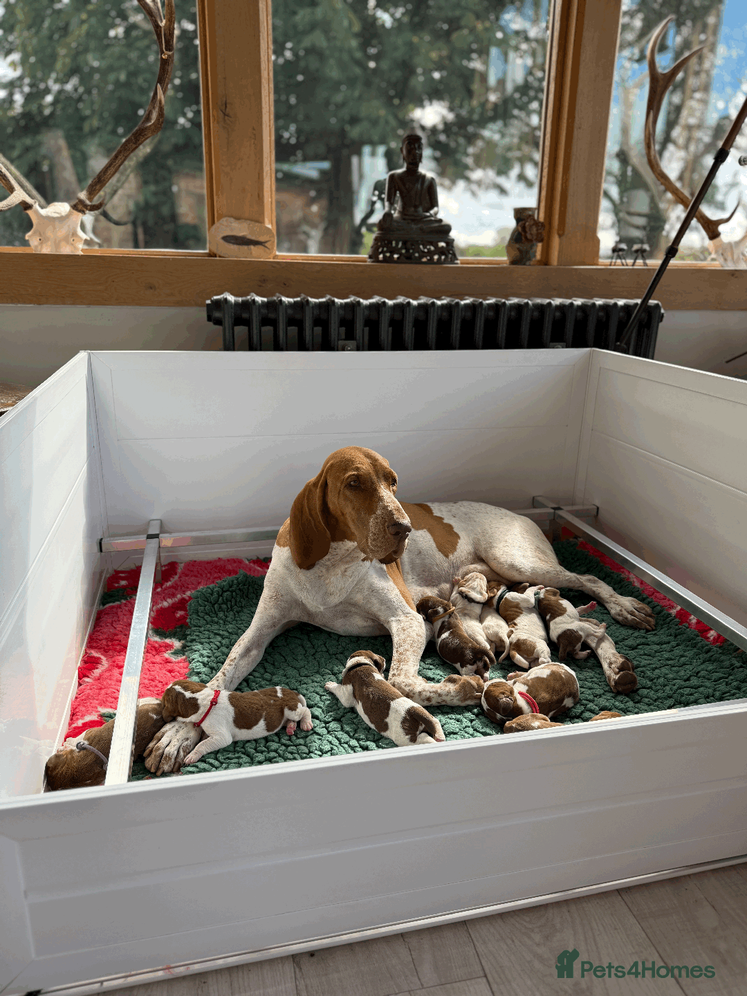 Bracco Italiano dogs for sale: Margot and Silvio's puppies have arrived!!   - Image 3