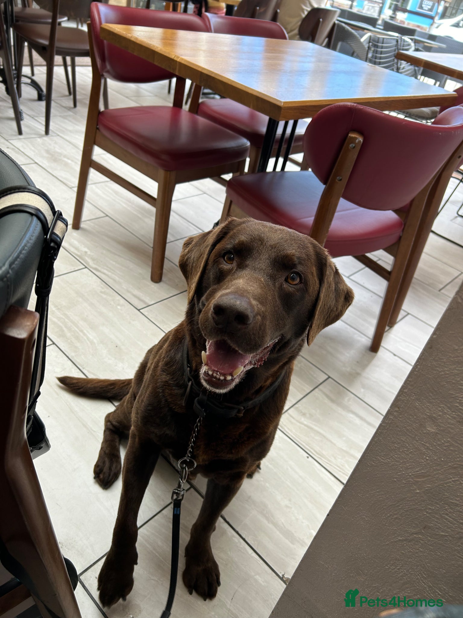Labrador Retriever dogs KC Registered chocolate Labrador stud - Advert 3