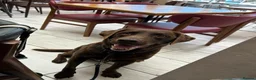 Labrador Retriever dogs for stud: KC Registered chocolate Labrador stud - Advert 1