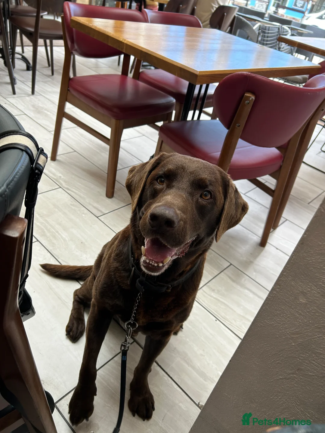 Labrador Retriever dogs for stud: KC Registered chocolate Labrador stud - Advert 1