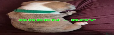 Green - boy 