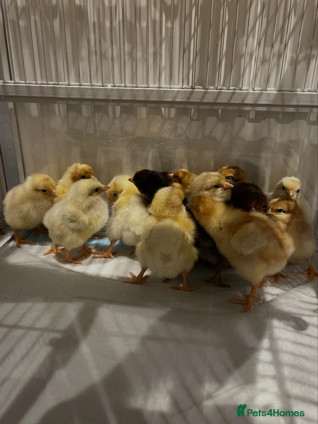 Chickens poultry for sale: Various breed chicks in Braintree - Advert 2