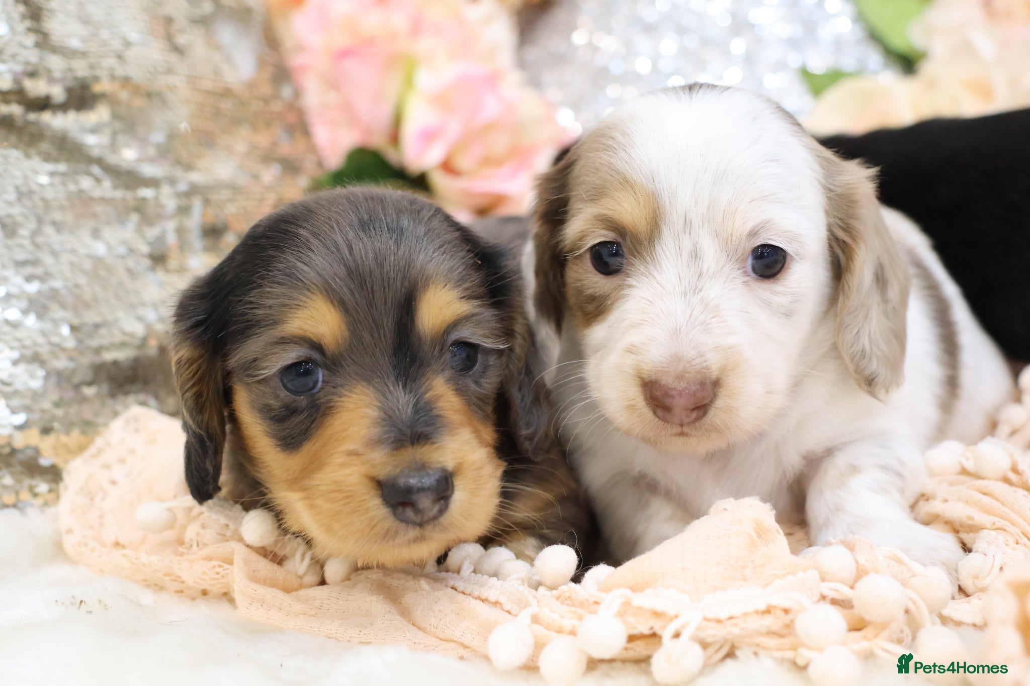 Miniature Dachshund dogs KC Longhair Miniature Dachshund Puppies - Advert 3