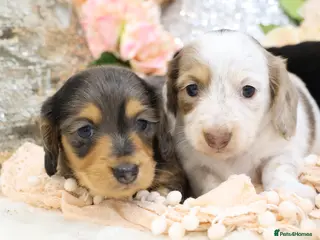 Miniature Dachshund dogs KC Longhair Miniature Dachshund Puppies - Advert 3