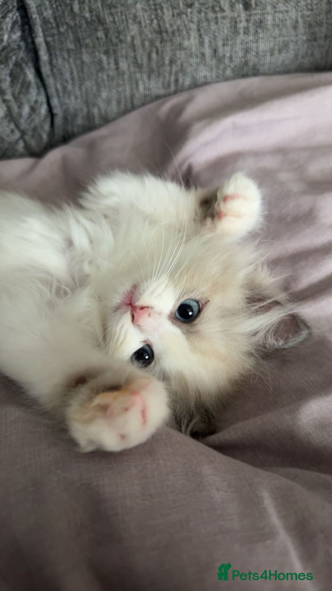 Ragdoll cats for sale: Ragdoll kitten (female) in Halesowen - Image 1