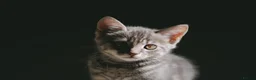 Mixed Breed cats for sale: 🐾 Last male kitten Looking for forever home  - Advert 11