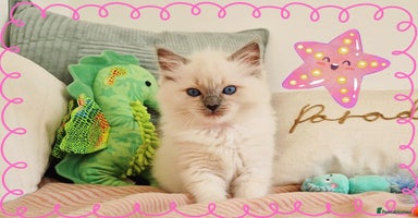 Ragdoll cats - Advert 11