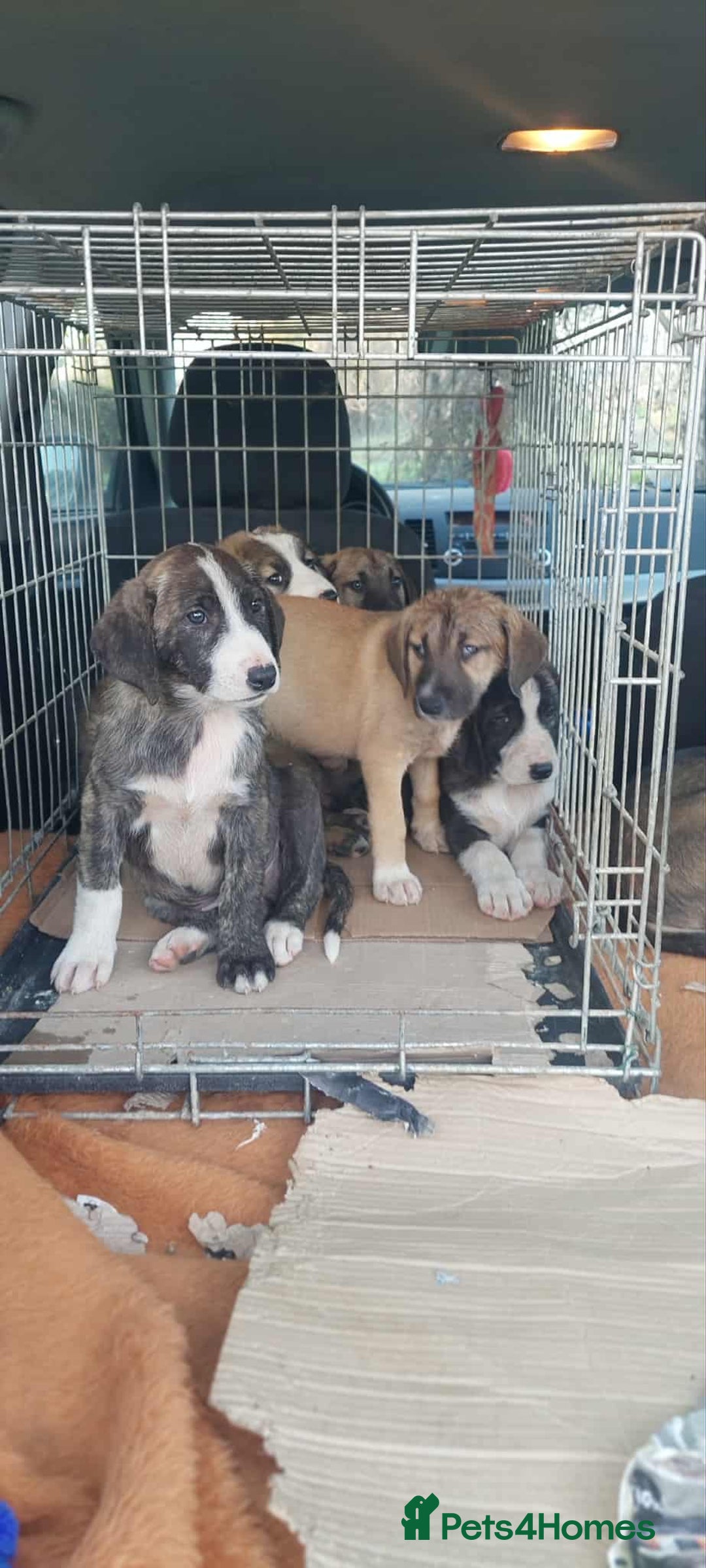 Mixed Breed dogs for adoption: 4.5 month female Macedonian rescue pup  - Advert 2