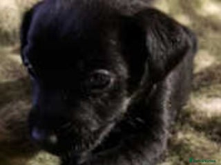 Patterdale Terrier dogs - Advert 2