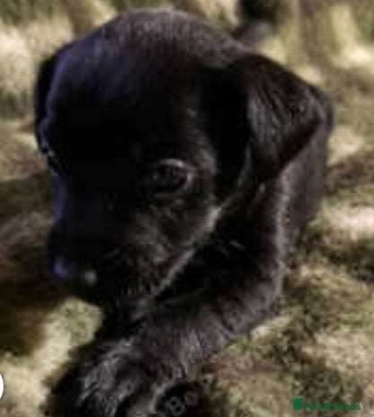 Patterdale Terrier dogs - Advert 1