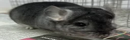 Chinchilla rodents for sale: Chipper, fabulously tame Standard boy  - Advert 6