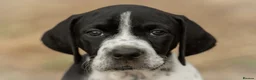 Pointer dogs for sale: Gorgeous KC reg Pointer Puppies in Maidstone - Advert 4