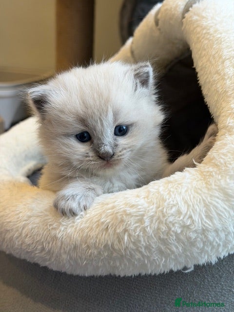 Ragdoll cats True Ragdolls looking for forever loving homes. - Advert 17