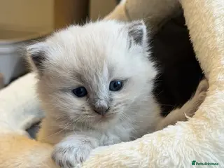 Ragdoll cats True Ragdolls looking for forever loving homes. - Advert 17