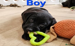 Labrador Retriever dogs for sale: 7 STUNNING BLACK LABRADOR PUPPIES - Image 8