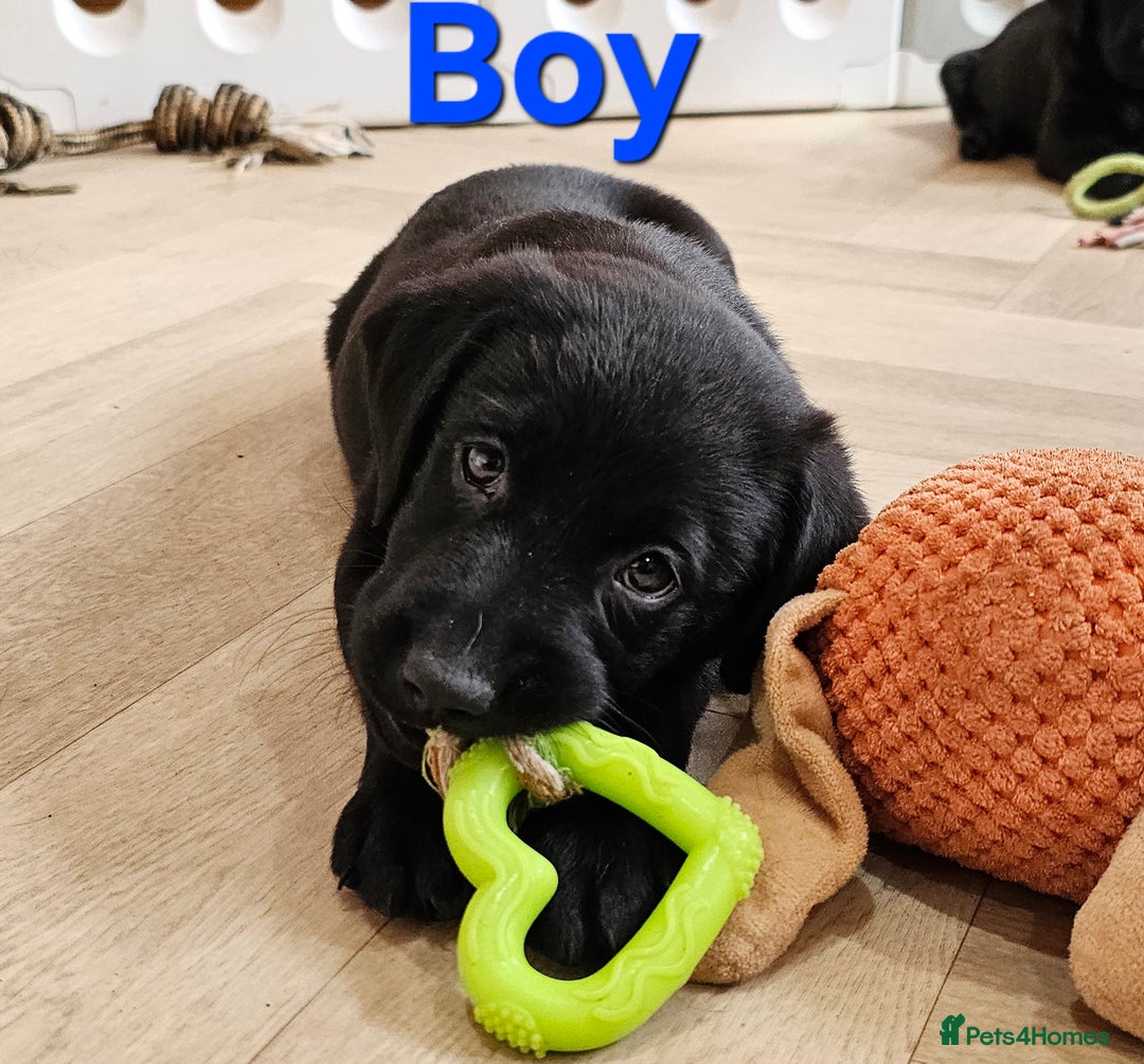 Labrador Retriever dogs for sale: 7 STUNNING BLACK LABRADOR PUPPIES - Image 8