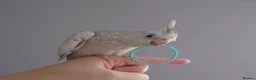 Cockatiels birds for sale: Hand reared silly tame DNA sexed baby cockatiels  - Advert 37