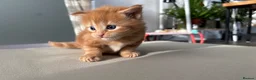Maine Coon cats for sale: 3 maine coon girls ready in 3 weeks!!!🖤🧡🤍 in Birkenhead - Advert 14