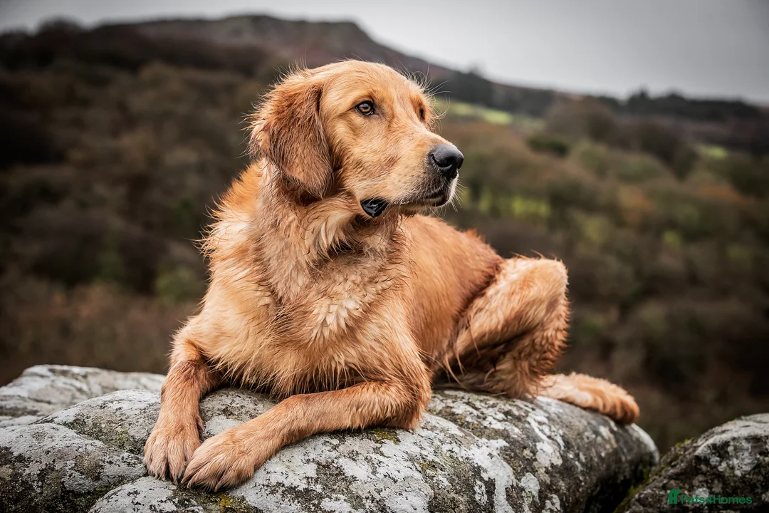 Golden Retriever dogs for stud: PROVEN & HEALTH TESTED Dark Red KC Retriever Stud - Advert 6