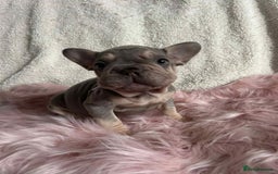 French Bulldog dogs for sale: KC Reg lilac & tan velvet French Bulldog - Image 1