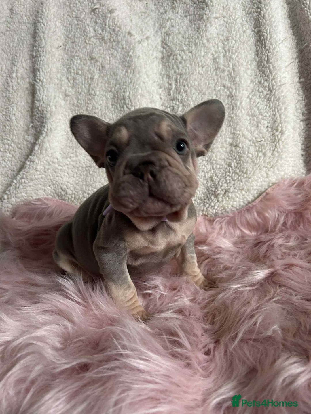 French Bulldog dogs for sale: KC Reg lilac & tan velvet French Bulldog - Image 1