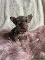French Bulldog dogs - Advert 3