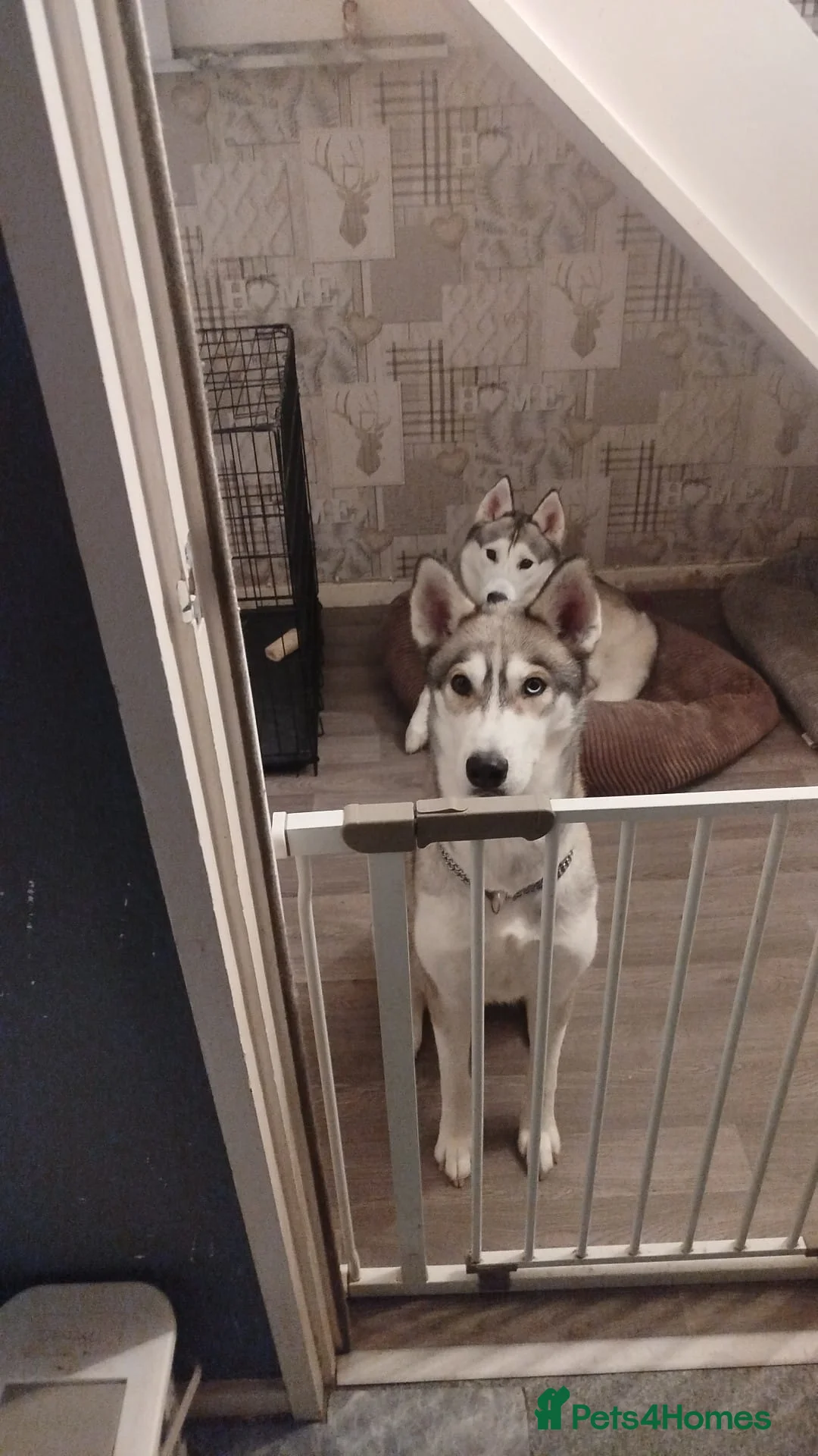 Siberian Husky dogs for sale: Sandra  - Advert 2