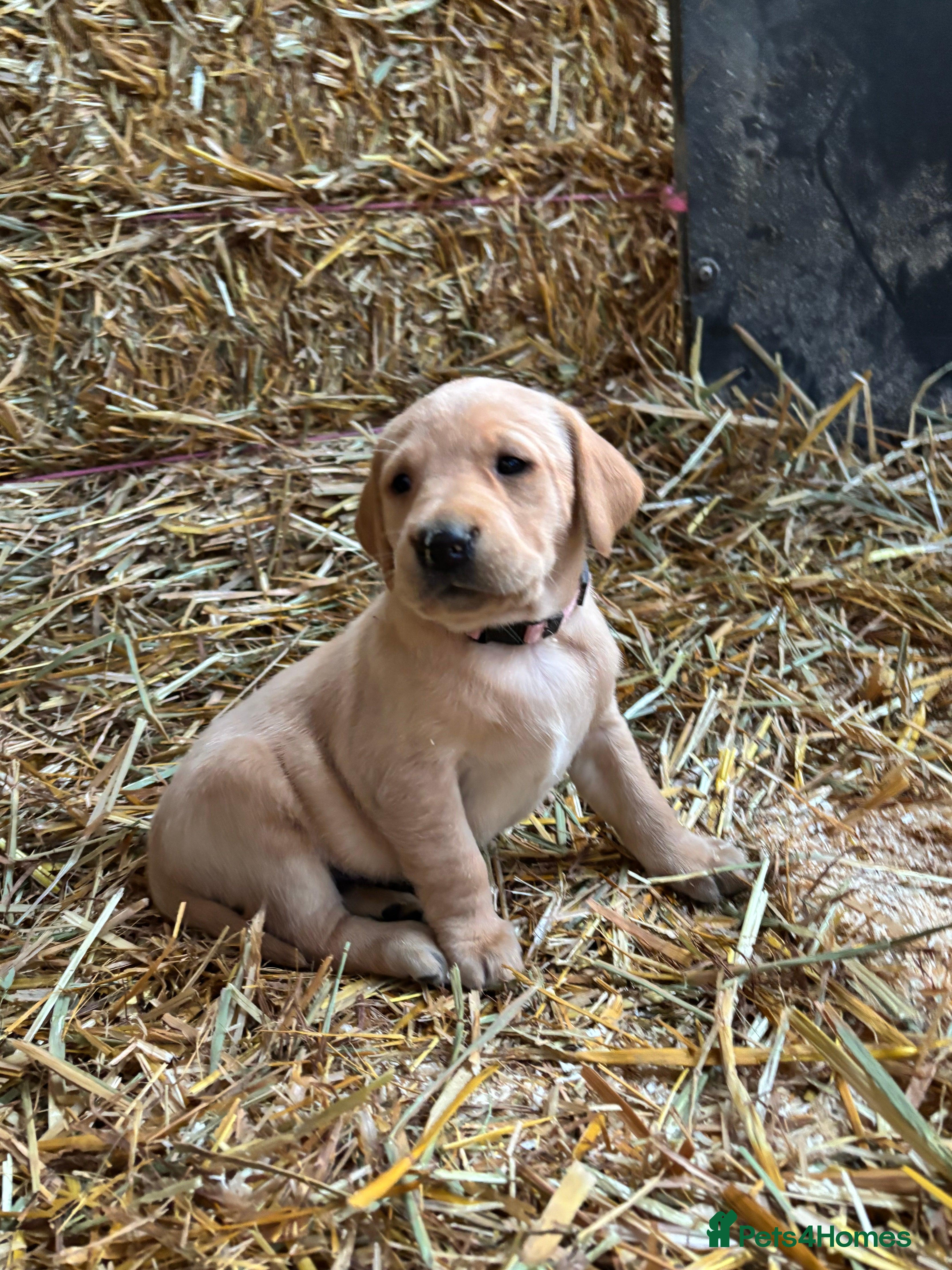 Labrador Retriever dogs KC Registered Labrador Puppies for Sale - Advert 16
