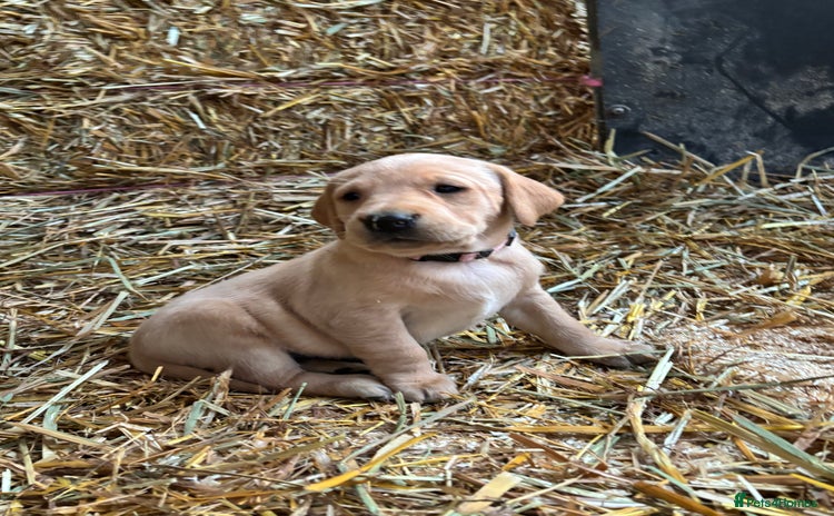 Labrador Retriever dogs KC Registered Labrador Puppies for Sale - Advert 2