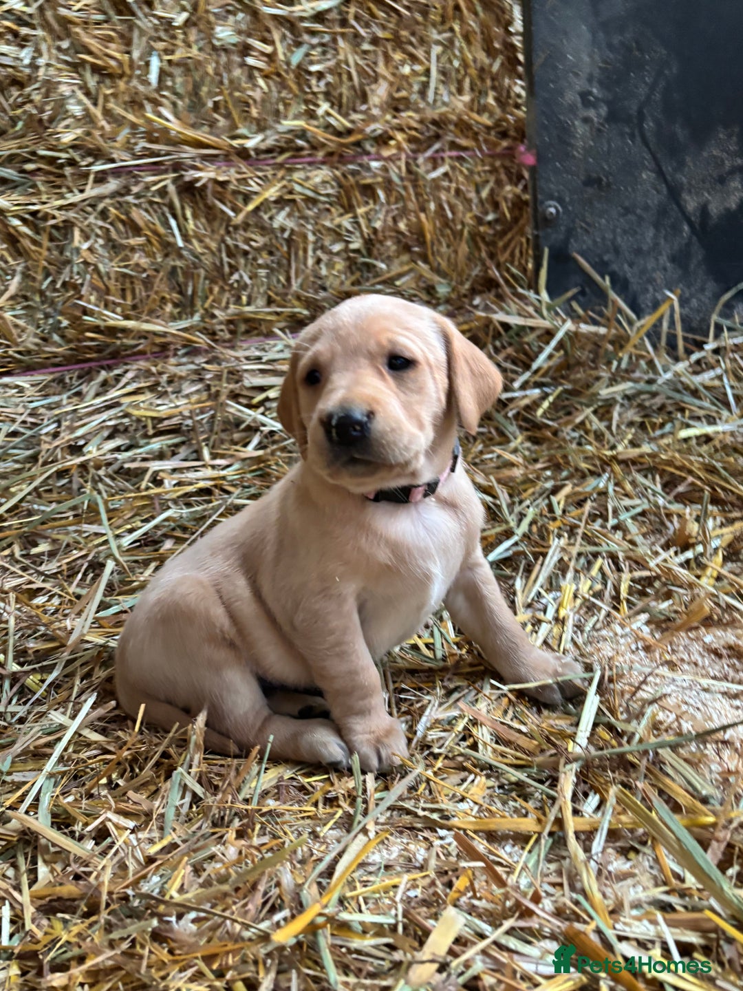 Labrador Retriever dogs for sale: KC Registered Labrador Puppies for Sale - Advert 25
