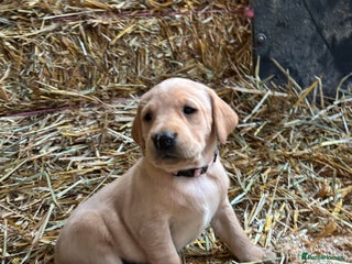 Labrador Retriever dogs KC Registered Labrador Puppies for Sale - Advert 1
