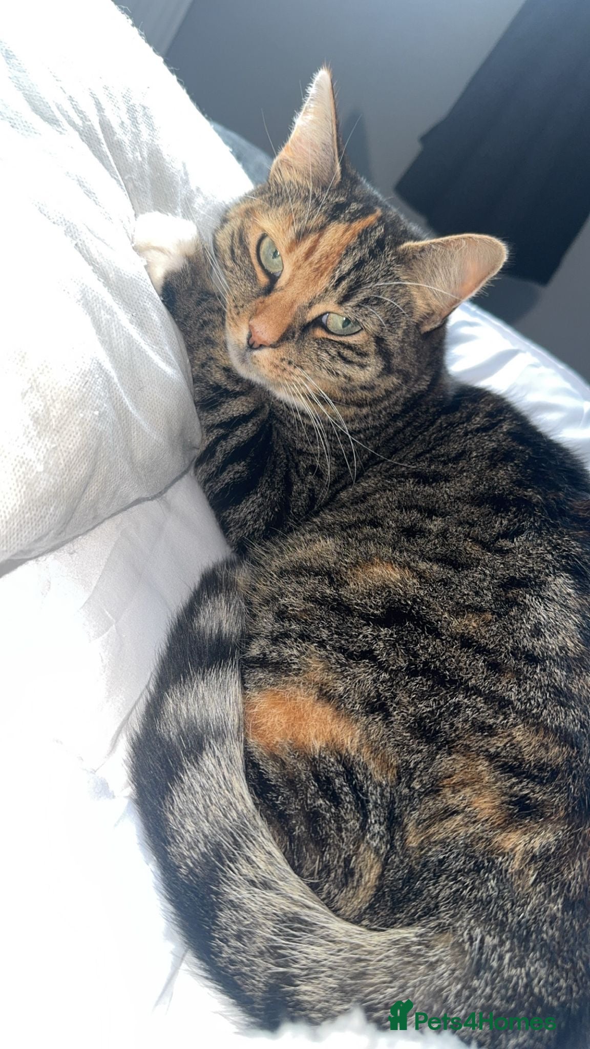 Mixed Breed cats Trixie- Mixed Breed - Advert 2