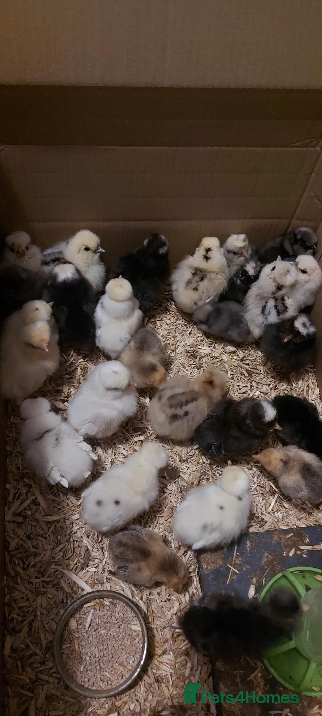 Chickens poultry for sale: Usa silkie and poland chicks  - Advert 2