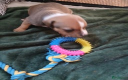 Staffordshire Bull Terrier dogs for sale: Beautiful Staffy puppies. - Image 1