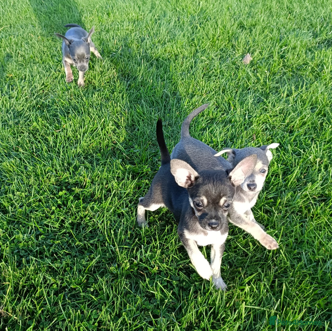 Mixed Breed dogs for sale: Stunning unique 3/4 Chihuahua x Italian greyhound  - Image 10