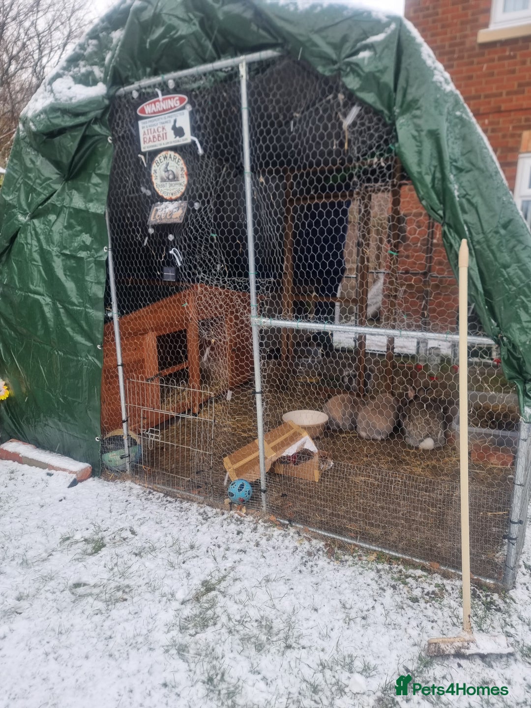 French Lop rabbits for sale: Several rabbits needing rehoming donation req  - Advert 9